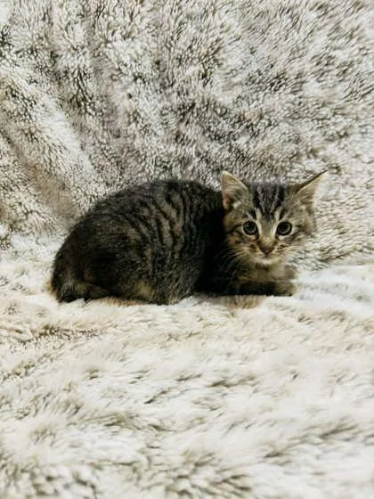 Dr. Fuzzby thumbnail 2