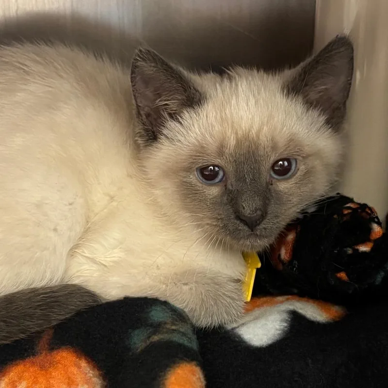 A baby small-sized female Lilac Point Domestic Short Hair cat named Tuxedo Chicken for adoption in Springfield, MA