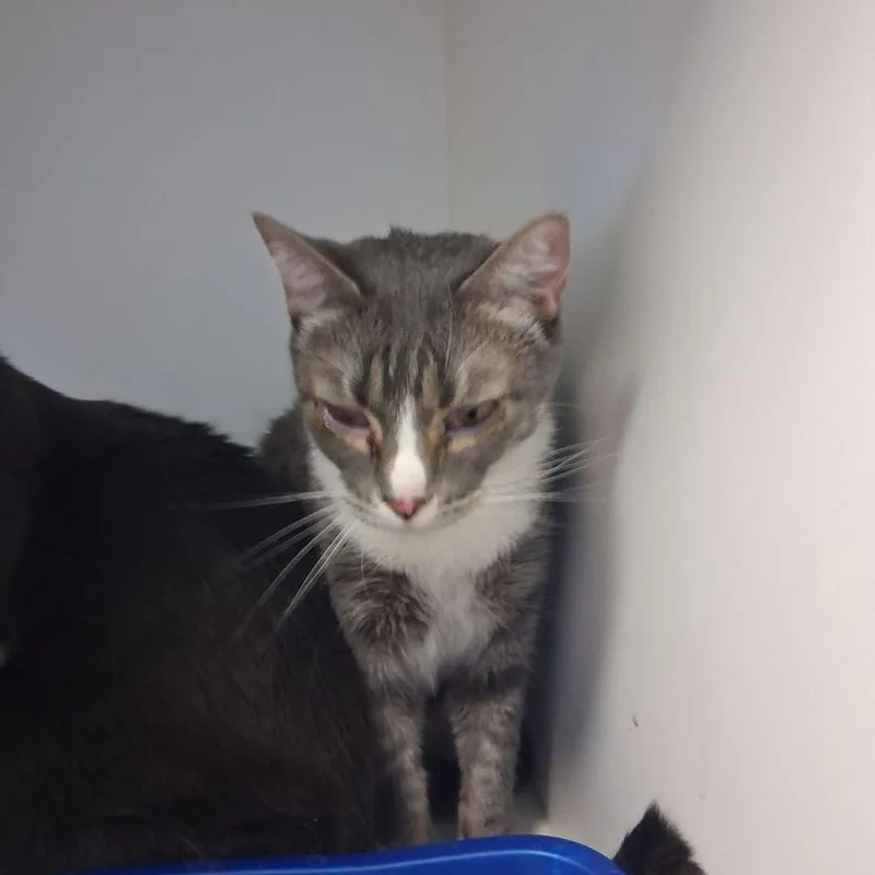 An adult medium-sized female Domestic Short Hair cat named Princess for adoption in Kingman, AZ
