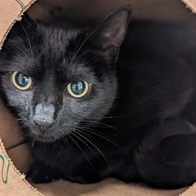 A young medium-sized female Domestic Short Hair cat named Kiki for adoption in Olivette, MO