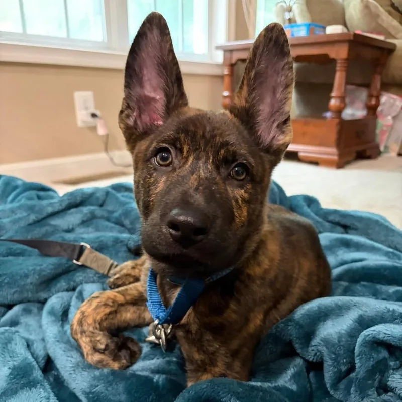 A baby medium-sized male Brindle Mixed Breed dog named Moose Tracks for adoption in Fredericksburg, VA