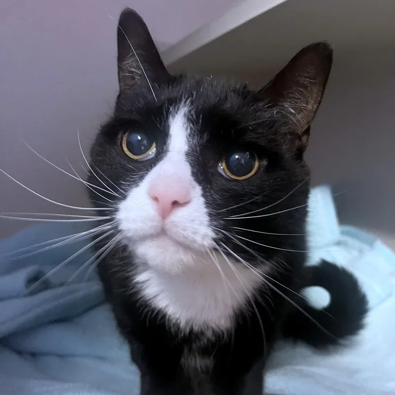 A senior medium-sized male Domestic Short Hair cat named Oreo for adoption in Providence, RI