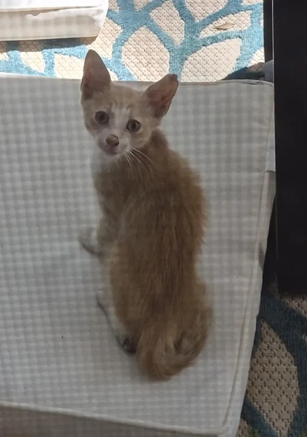 A baby small-sized male Domestic Short Hair cat named If for adoption in Lawrenceville, GA