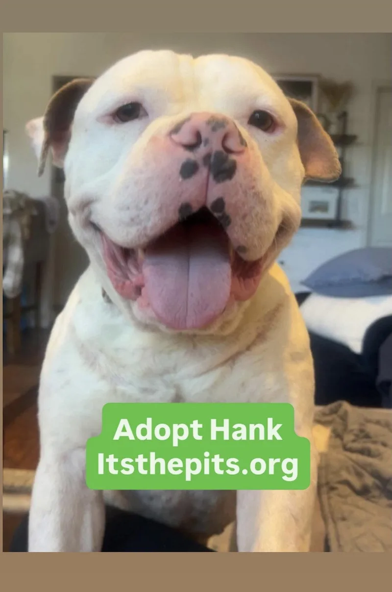 An adult large-sized male American Bulldog dog named Hank for adoption in San Diego, CA