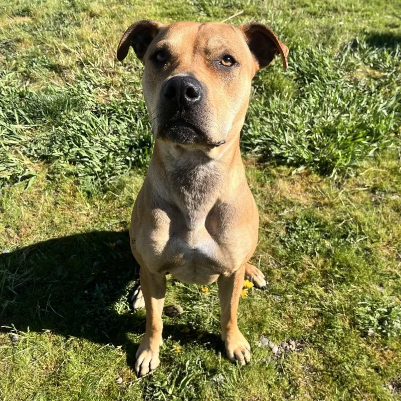 An adult medium-sized female Yellow / Tan / Blond / Fawn Mixed Breed dog named Karma for adoption in Spokane, WA