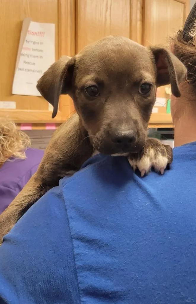 A baby large-sized female Pit Bull Terrier dog named Chili Dog for adoption in Lockhart, TX