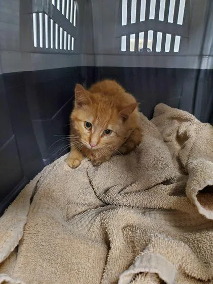 A baby small-sized female Domestic Short Hair cat named Marcella for adoption in Shawano, WI