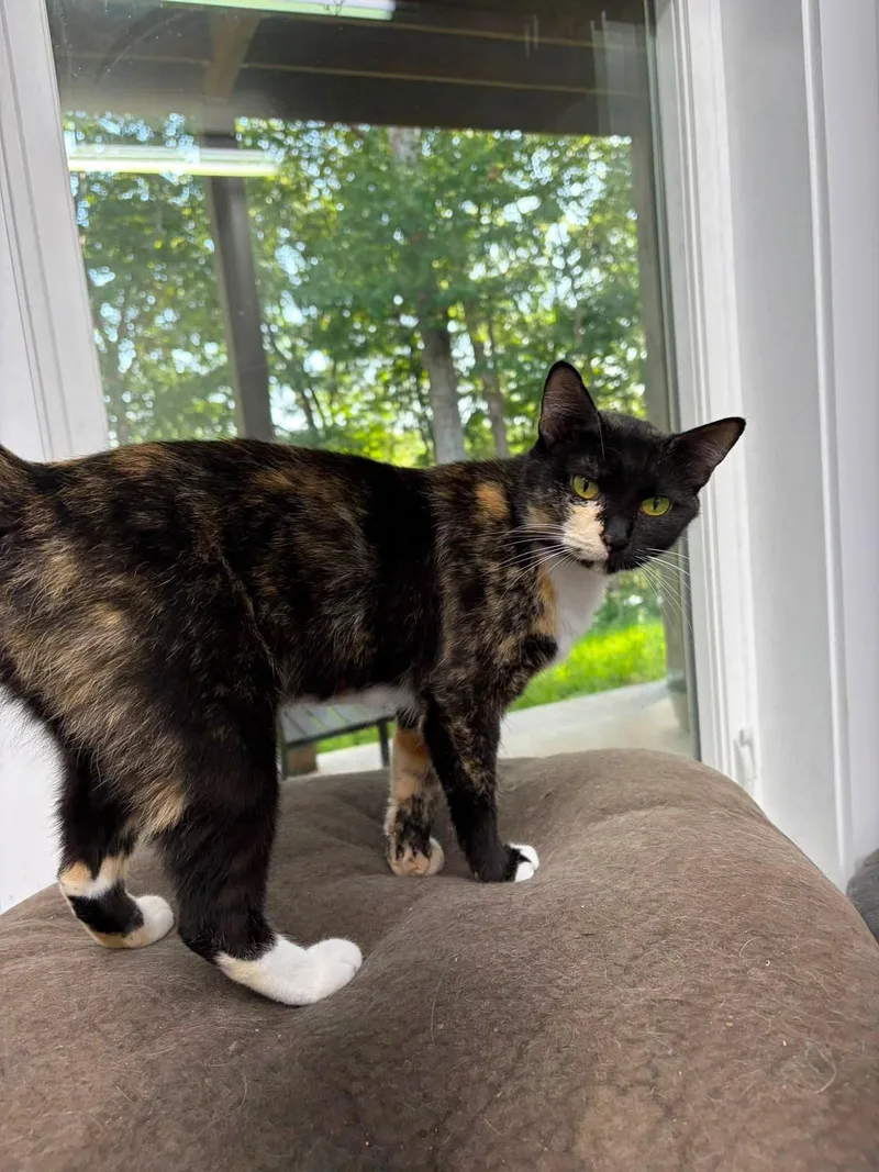 A baby small-sized female Tortoiseshell cat named Anara for adoption in Clarksville, TN