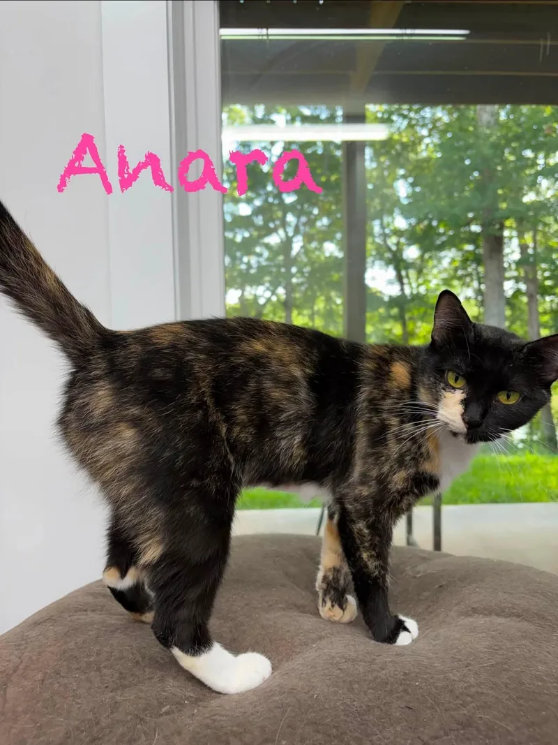 Anara thumbnail 2