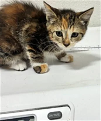 A baby small-sized female Domestic Short Hair cat named Melody for adoption in Upper Marlboro, MD