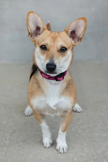 A young small-sized female Mixed Breed dog named Priscilla for adoption in Longmont, CO