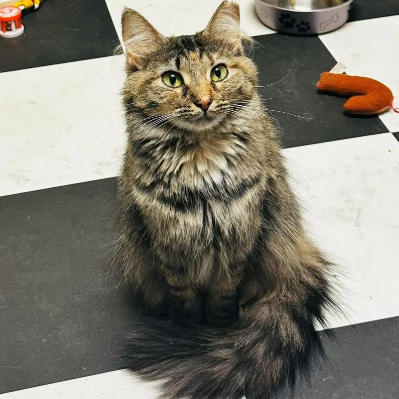 An adult small-sized female Brown / Chocolate Domestic Long Hair cat named Leia for adoption in Monticello, IL