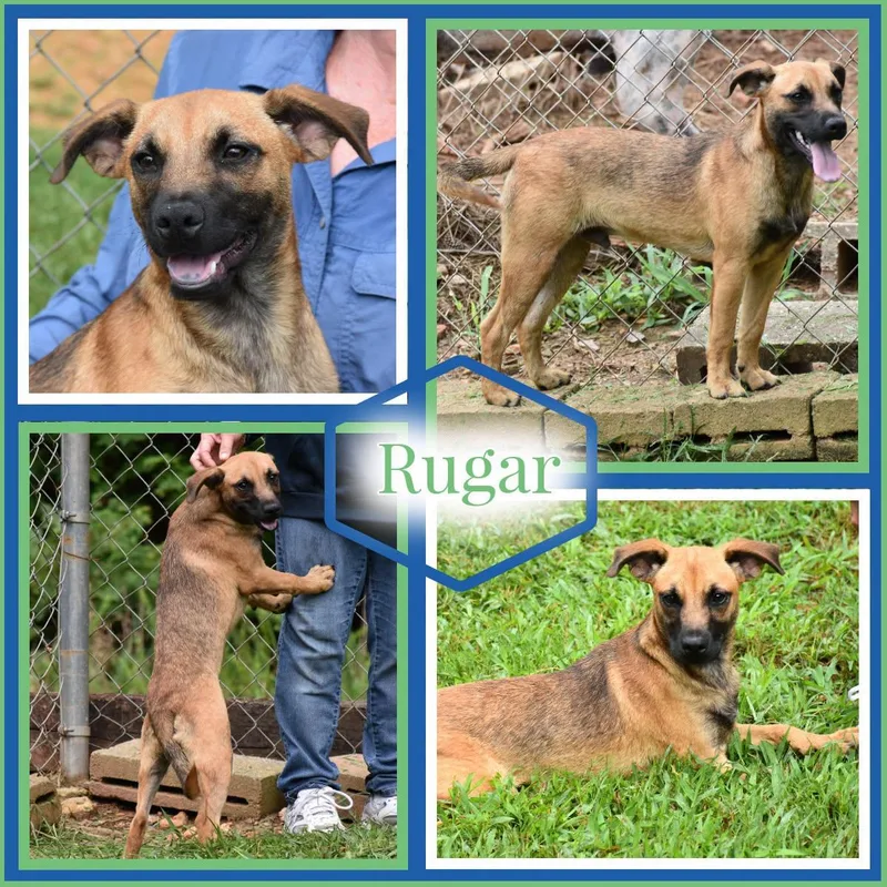 A young medium-sized male Black Mouth Cur dog named Rugar for adoption in Wedowee, AL