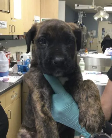 A baby small-sized male German Shepherd Dog dog named Draco for adoption in Riverside, CA