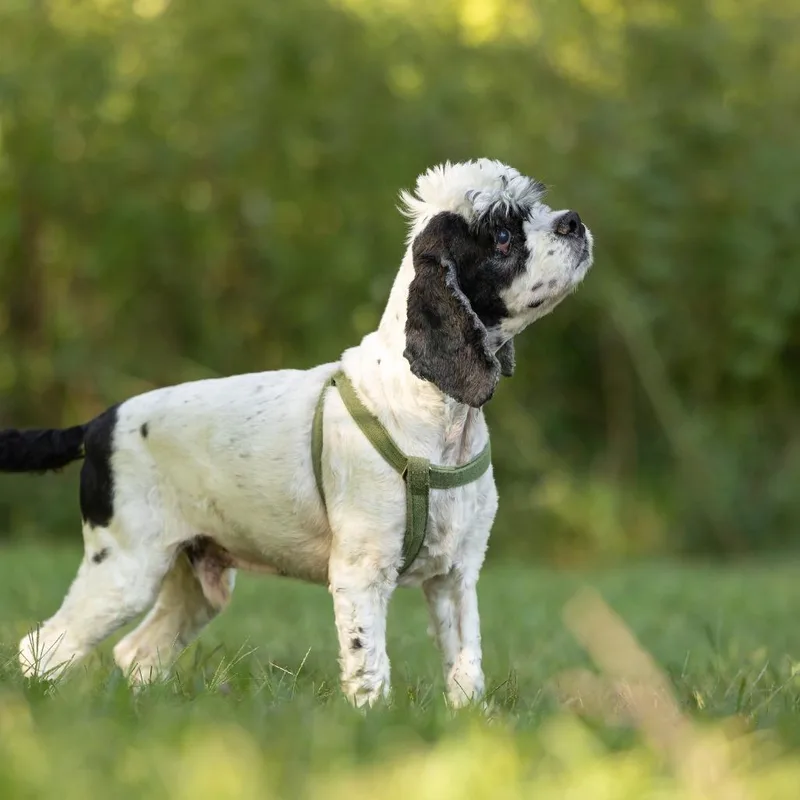 An adult medium-sized male White / Cream Cocker Spaniel dog named Mr. Pickles for adoption in Hillsborough, NC