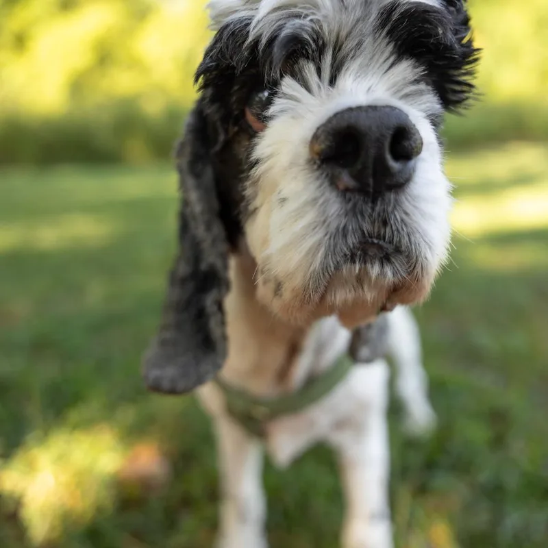 Mr. Pickles thumbnail 3