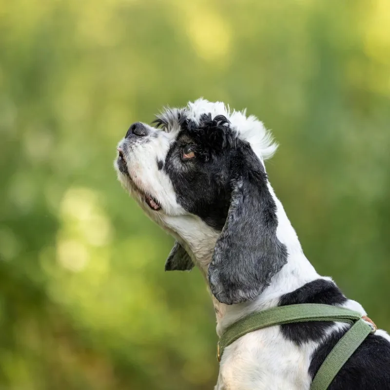 Mr. Pickles thumbnail 6