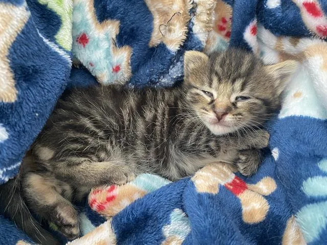 A baby medium-sized female Domestic Short Hair cat named Sofia for adoption in Dallas, TX