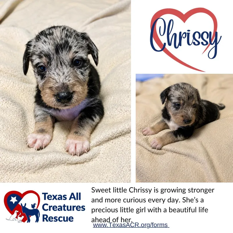 A baby medium-sized female Terrier dog named Chrissy for adoption in Alvarado, TX