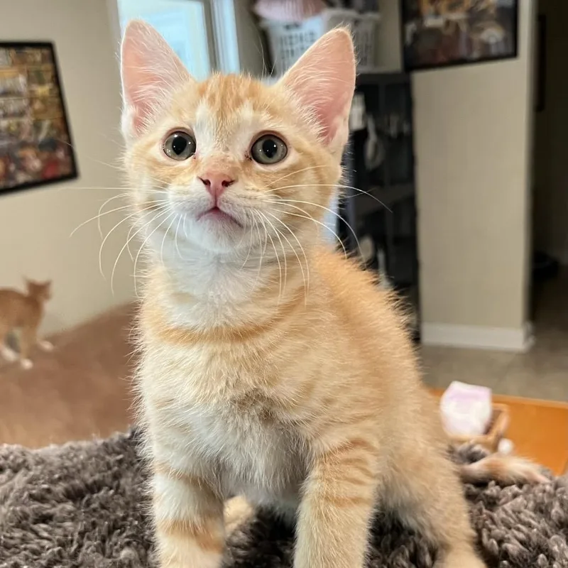 A baby small-sized male Orange / Red Domestic Short Hair cat named Moroney for adoption in Peachtree City, GA
