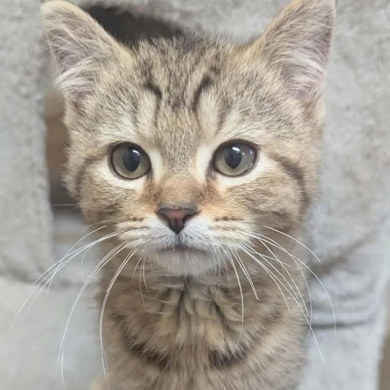 A baby medium-sized male Tabby (Tiger Striped) Domestic Short Hair cat named Jordan for adoption in Logan, OH