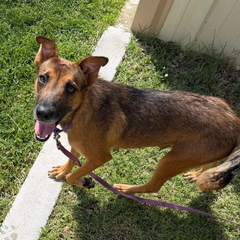 An adult medium-sized female Yellow / Tan / Blond / Fawn German Shepherd Dog dog named Sweet Potato for adoption in Albuquerque, NM