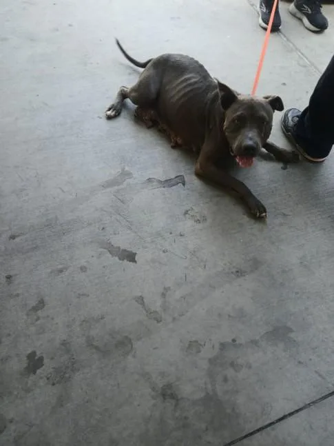An adult medium-sized female Pit Bull Terrier dog named Luna for adoption in Los Angeles, CA