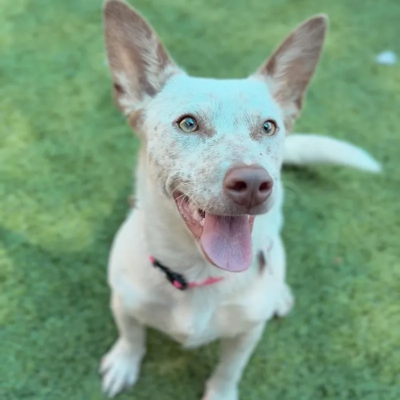 A young small-sized female White / Cream Cattle Dog dog named Mini A for adoption in Mission Hills, CA