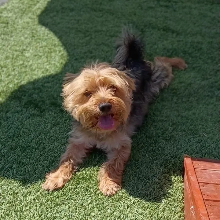 An adult small-sized male Brown / Chocolate Yorkshire Terrier dog named Oso for adoption in San Pablo, CA