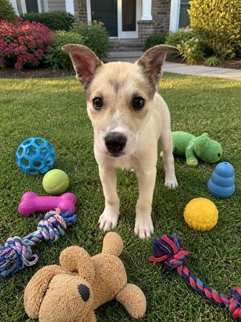 A baby small-sized female Akita dog named Sophia for adoption in Globe, AZ