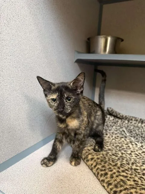 A baby small-sized female Domestic Short Hair cat named Flutterby for adoption in Aliquippa, PA