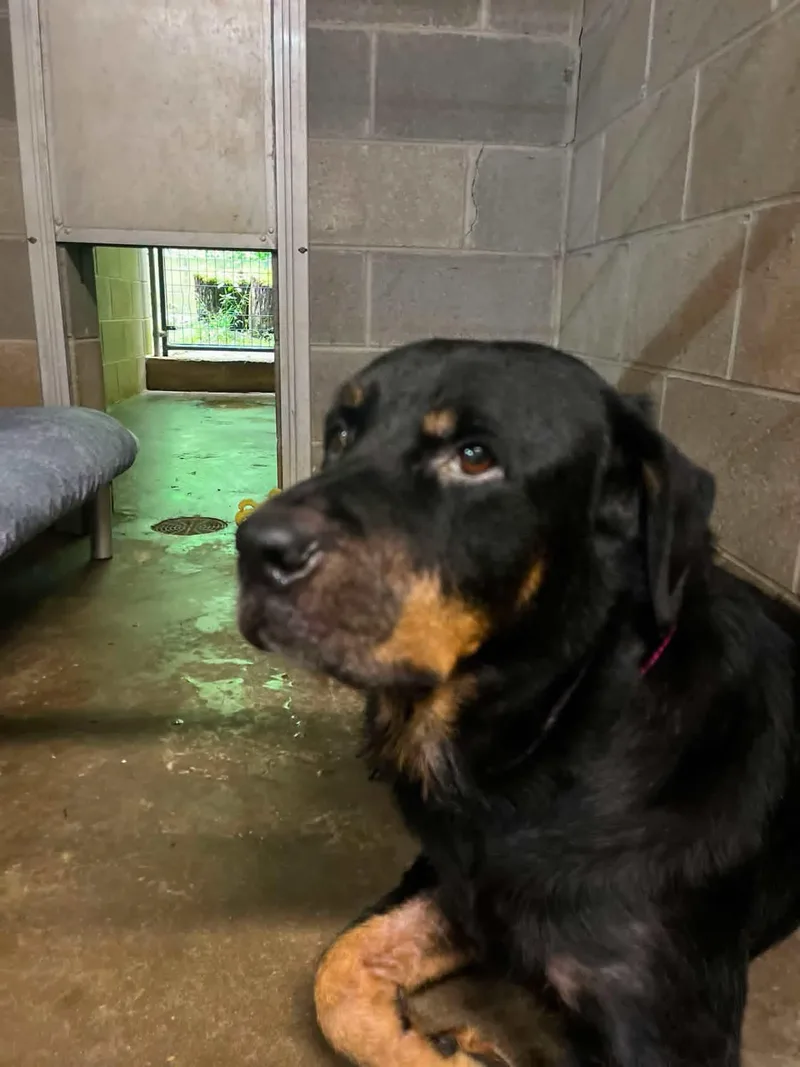 An adult large-sized male Red / Chestnut / Orange Rottweiler dog named Mushu for adoption in Salem, WV