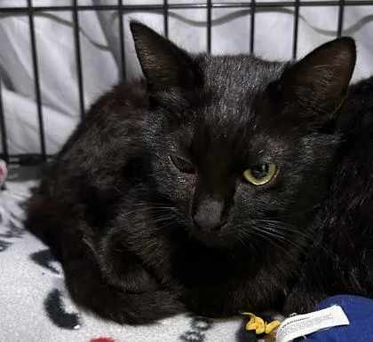 An adult small-sized male Domestic Short Hair cat named Finn for adoption in Phoenix, AZ