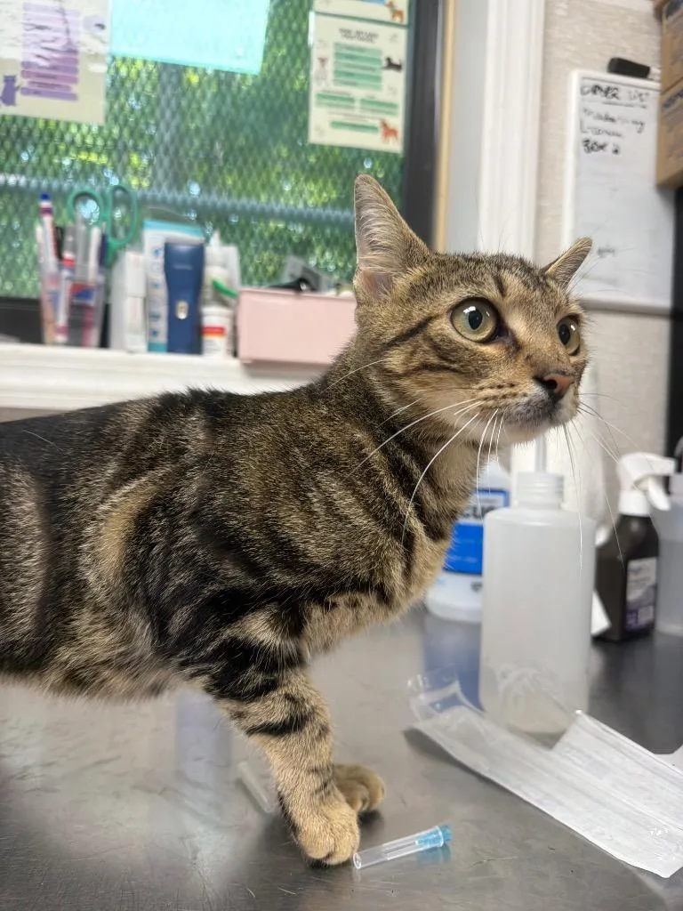 A young medium-sized female Domestic Short Hair cat named Chondria for adoption in Pomona, NY