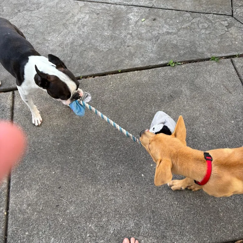 A baby medium-sized female Red / Chestnut / Orange Cattle Dog dog named Molly D for adoption in Minnetonka, MN
