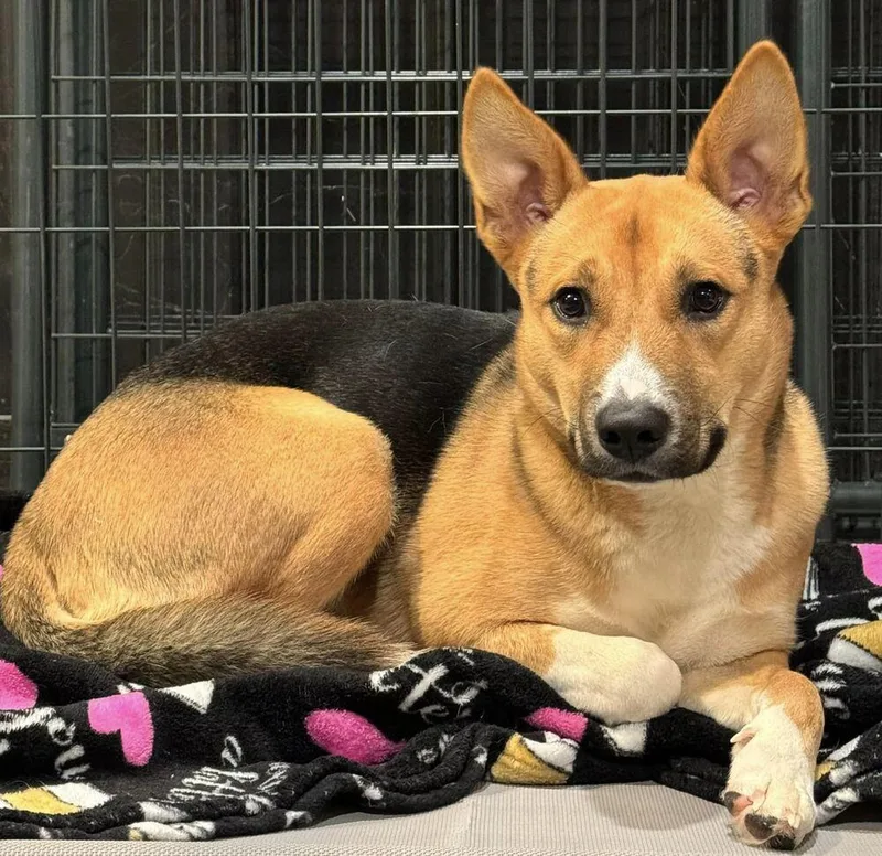 A young medium-sized female Brown / Chocolate Shepherd dog named Xena for adoption in Charlotte, NC