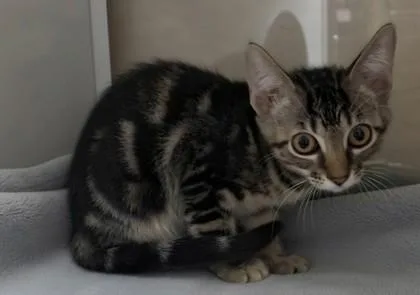 A young small-sized female Domestic Short Hair cat named Fuji for adoption in Phoenix, AZ