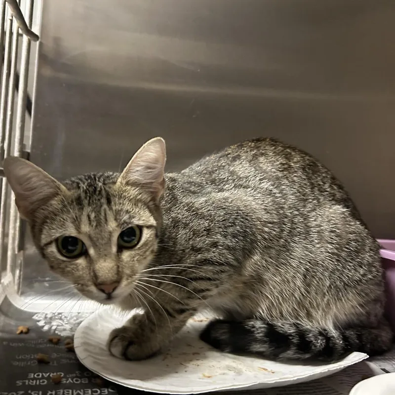 An adult medium-sized female Domestic Short Hair cat named Mary for adoption in Pauls Valley, OK