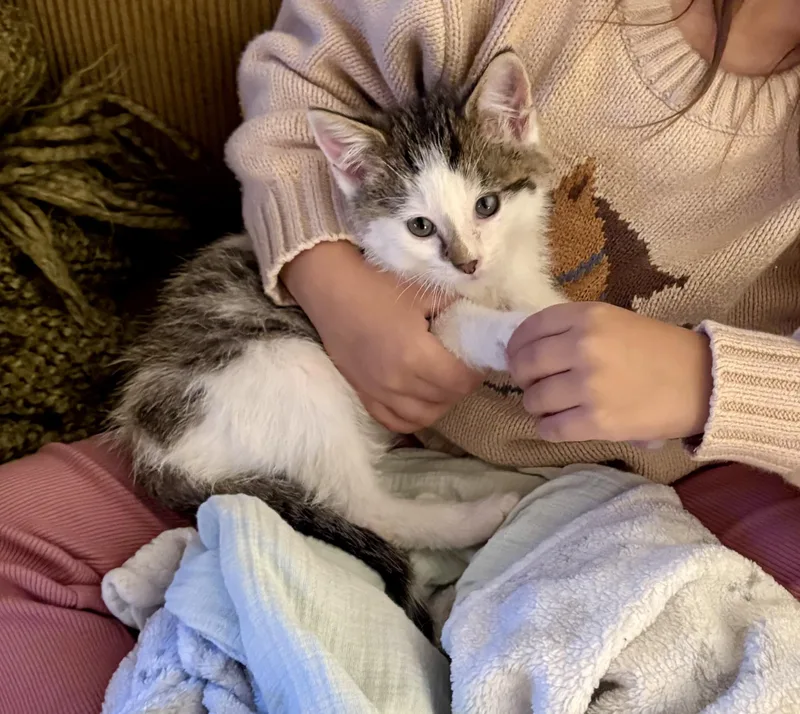 A baby medium-sized male Domestic Short Hair cat named Thor for adoption in Port Washington, WI