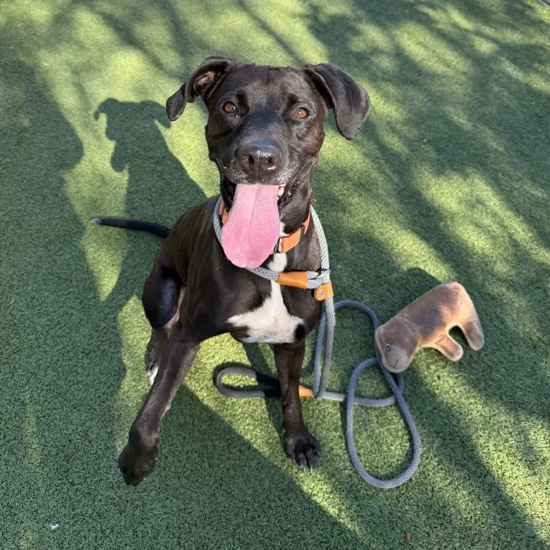 An adult medium-sized female Black Labrador Retriever dog named Sweetie for adoption in Apache Junction, AZ