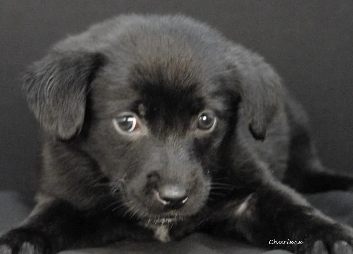 A baby medium-sized female Black Labrador Retriever dog named Woolly Worm for adoption in Newland, NC