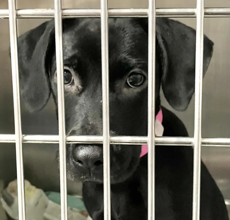 A baby medium-sized female Labrador Retriever dog named Lily for adoption in Parma, OH