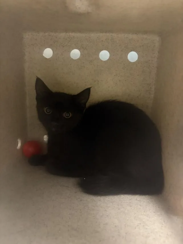 A baby medium-sized female Domestic Short Hair cat named Frieren for adoption in Los Angeles, CA