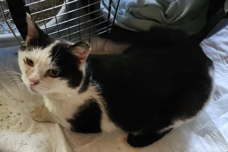 An adult medium-sized male White Domestic Short Hair cat named "bernie" for adoption in North East, MD