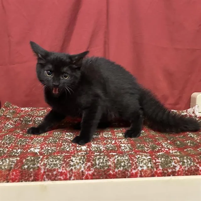 A baby small-sized male Domestic Medium Hair cat named Jelly Bean for adoption in Modesto, CA