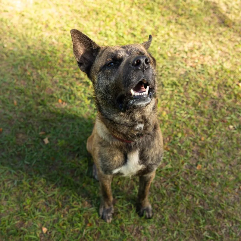 An adult large-sized male Brindle Mixed Breed dog named Prince Charming for adoption in Jacksonville, FL