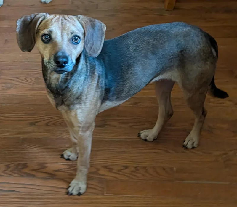 An adult small-sized female Beagle dog named Flora S for adoption in Somerset, KY