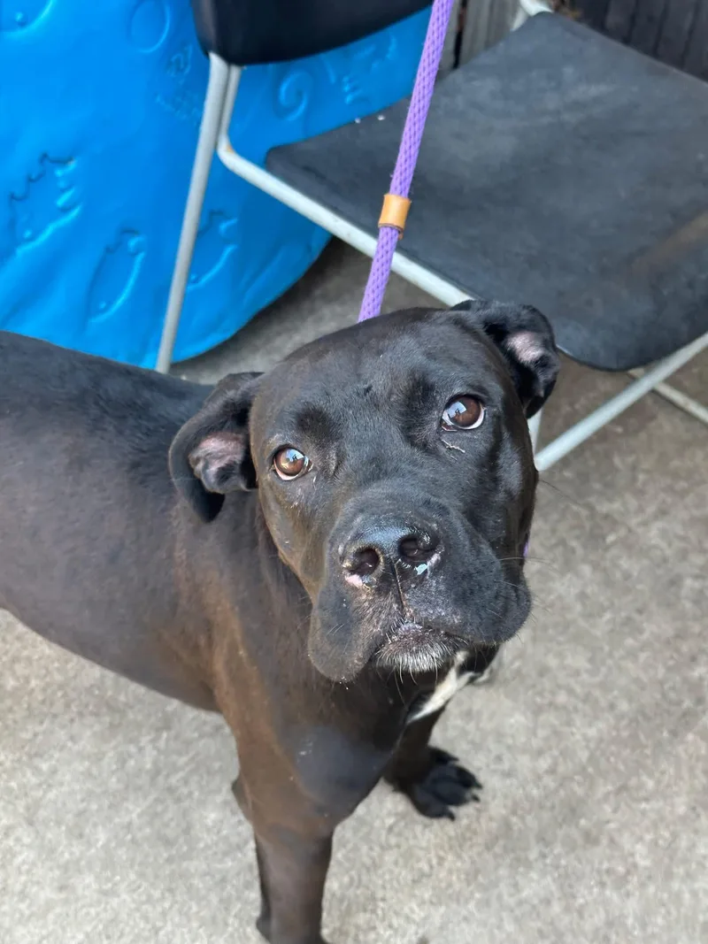 An adult medium-sized female Black Pit Bull Terrier dog named Sybil for adoption in Chicago, IL