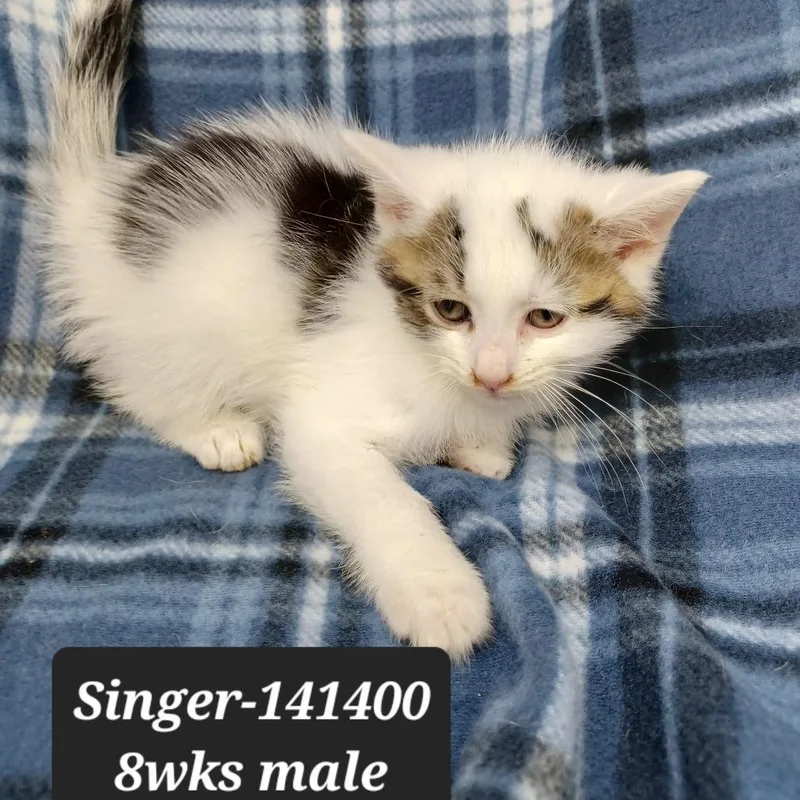 A baby small-sized male Domestic Short Hair cat named Singer for adoption in New Tazewell, TN