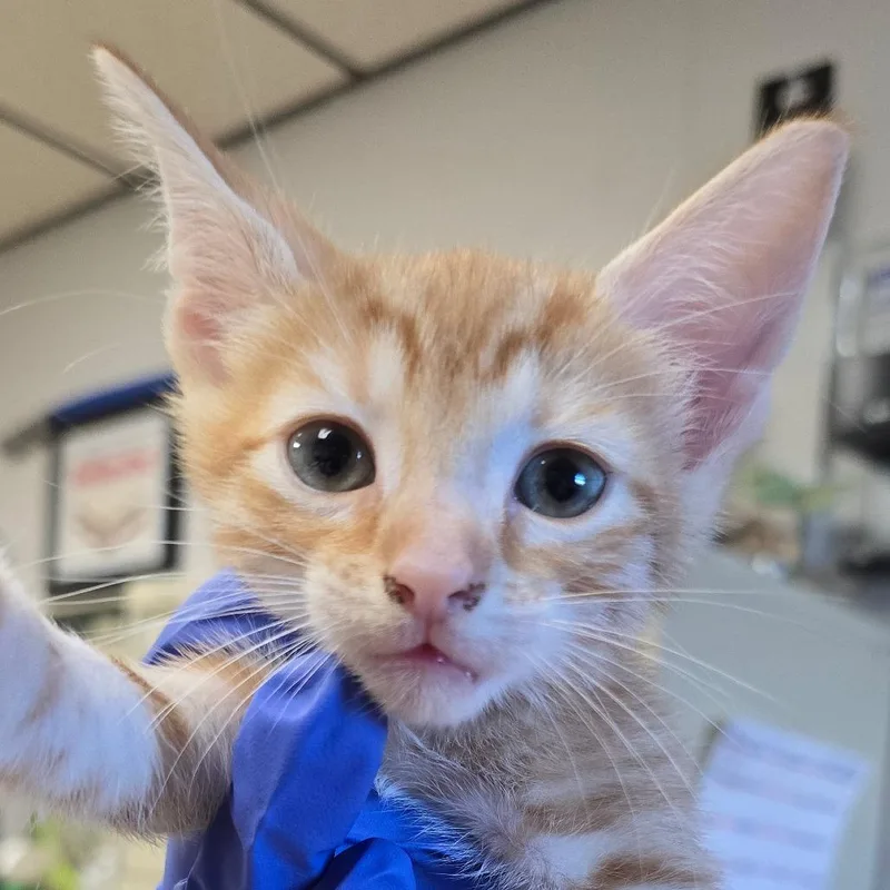A baby small-sized male Orange / Red Domestic Short Hair cat named Orion for adoption in East Hanover, NJ